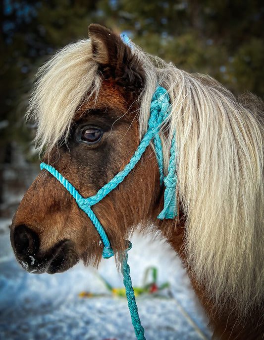 Pony Lariat Halter