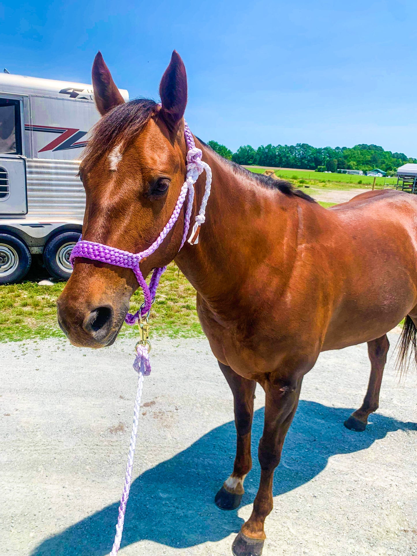 Custom Muletape Halter Elite