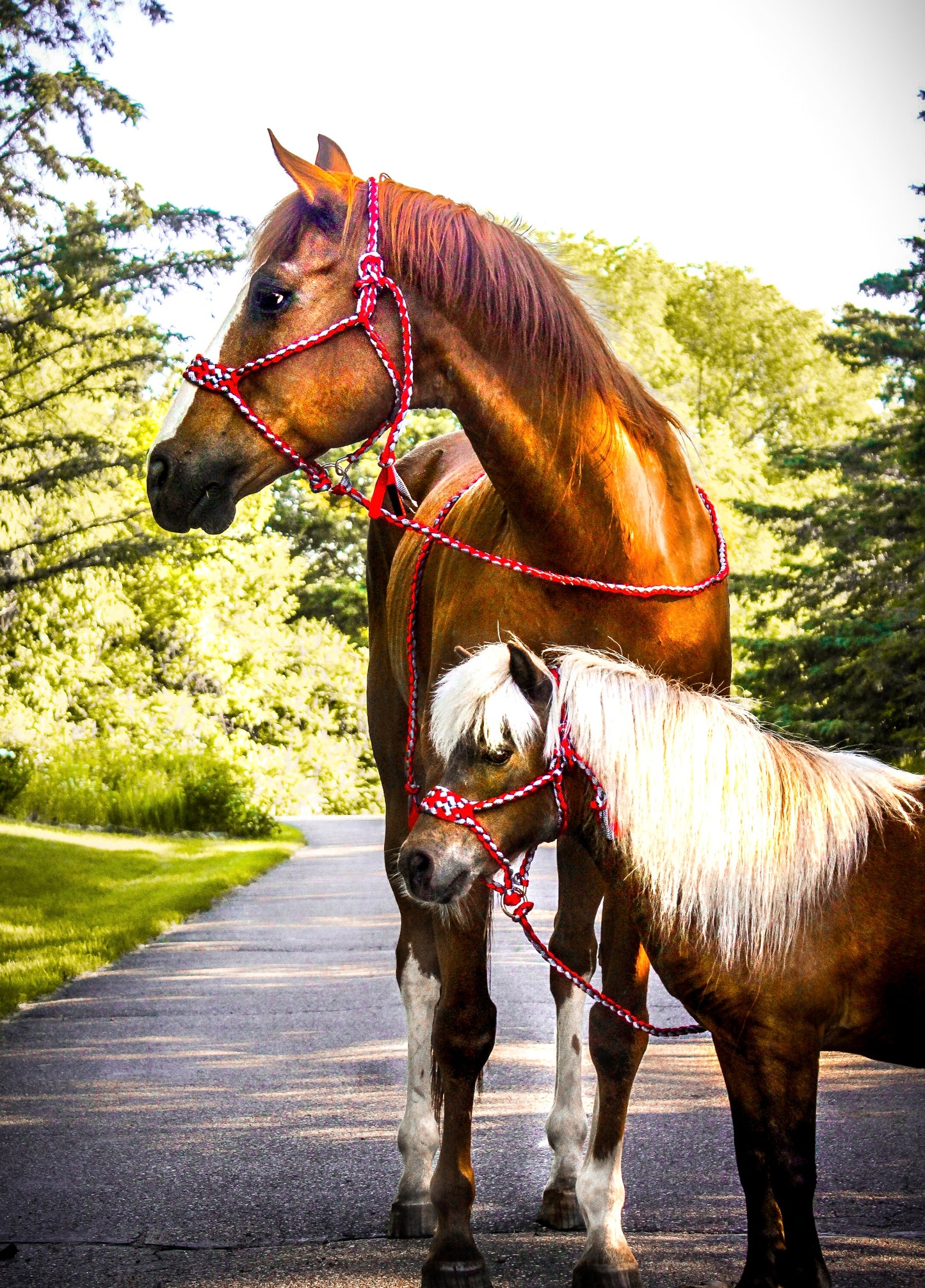 Custom Muletape Halter Elite