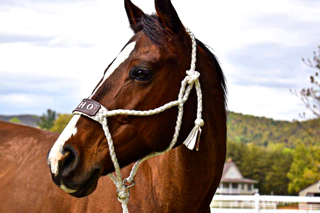 Custom selling Mule Tape Halter